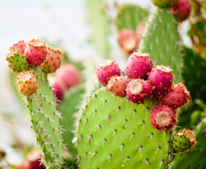 Coming Up: New Mexico Prickly Pear Festival