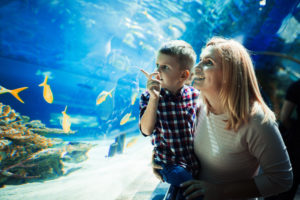 Learn About Sea Life At The Albuquerque Aquarium
